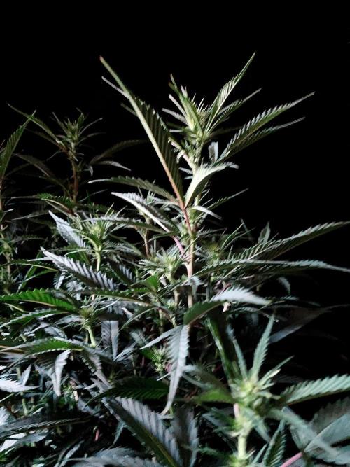 3M 👩 Runtz x Brazil. Week 11