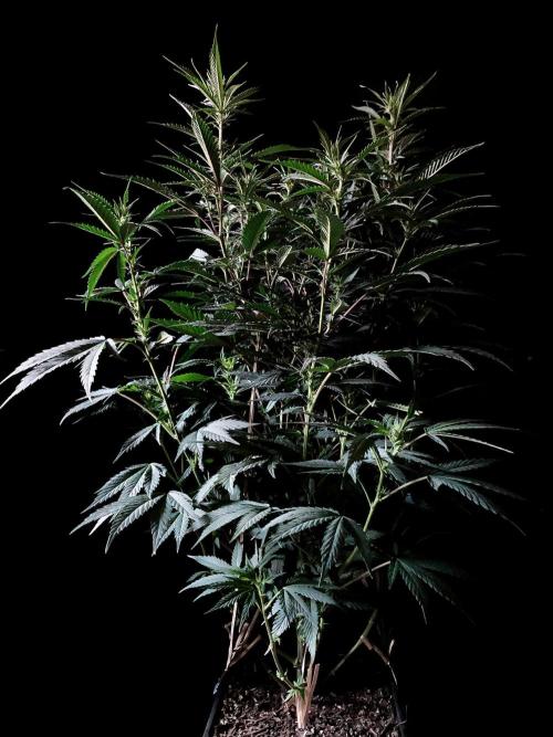 3M 👩 Runtz x Brazil. Week 11
