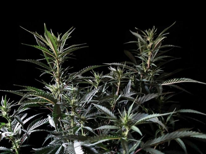 3M 👩 Runtz x Brazil. Week 11