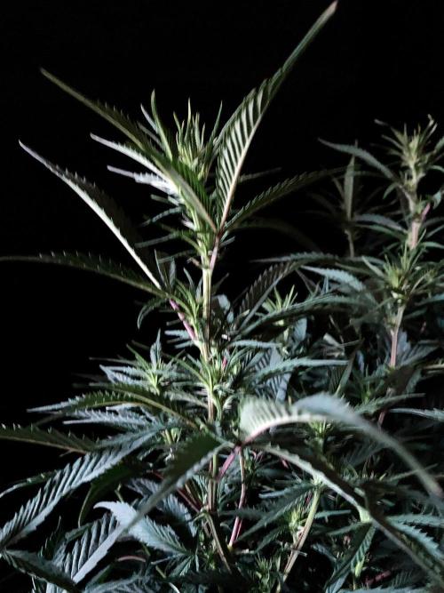 3M 👩 Runtz x Brazil. Week 11