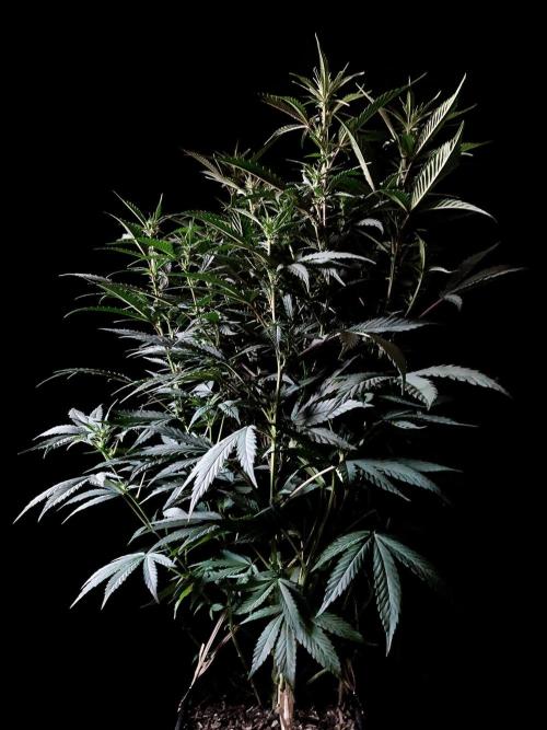 3M 👩 Runtz x Brazil. Week 11