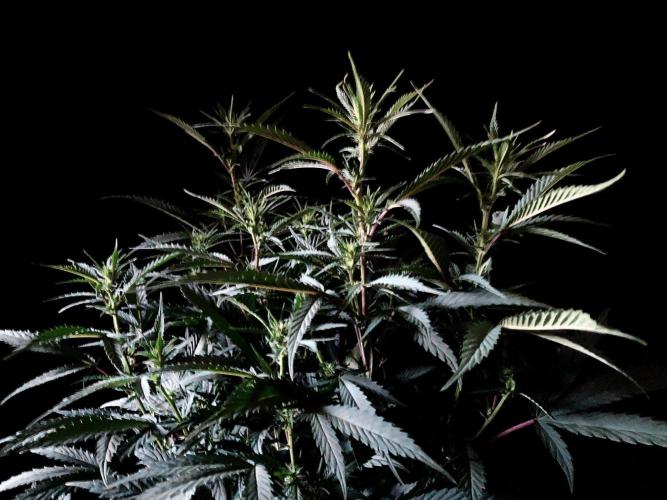 3M 👩 Runtz x Brazil. Week 11