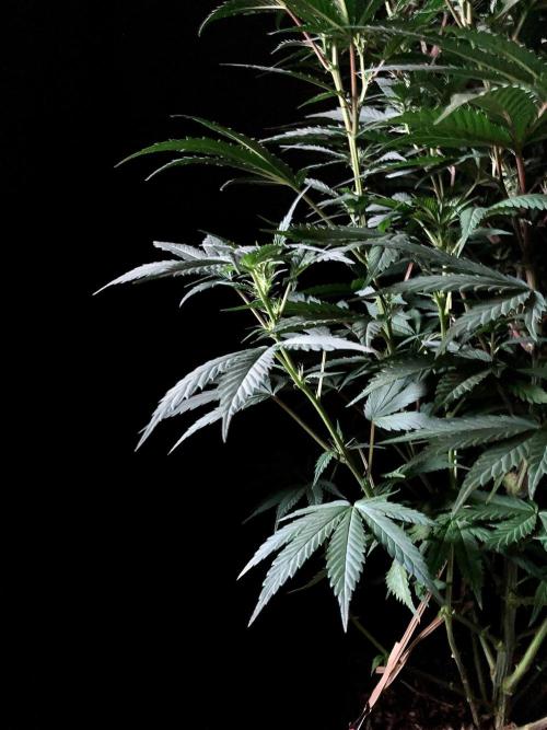 3M 👩 Runtz x Brazil. Week 11