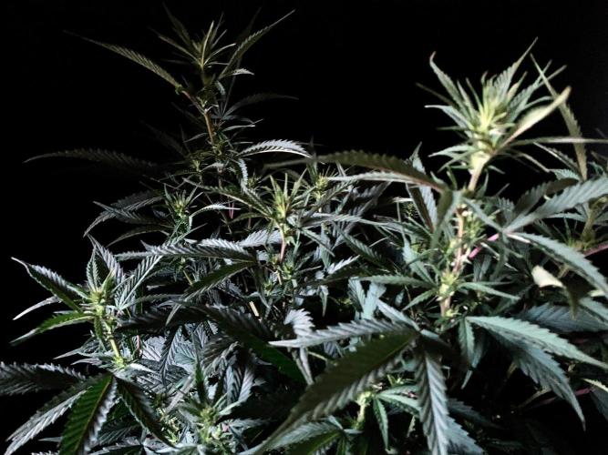 3M 👩 Runtz x Brazil. Week 11