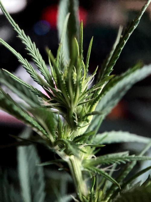 3M 👩 Runtz x Brazil. Week 11