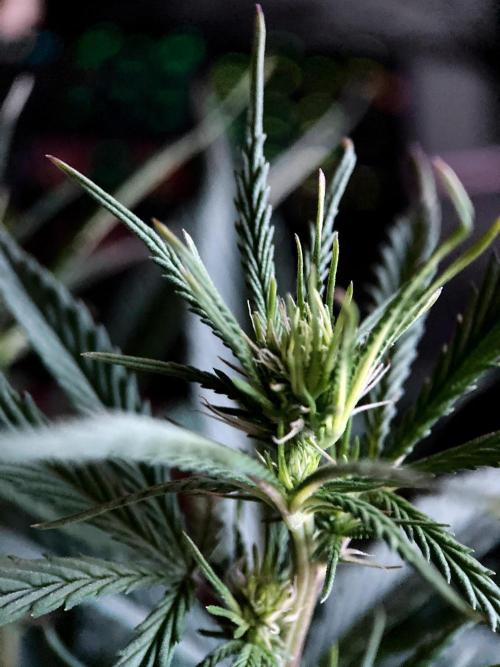 3M 👩 Runtz x Brazil. Week 11