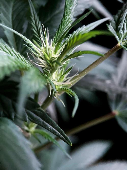 3M 👩 Runtz x Brazil. Week 11