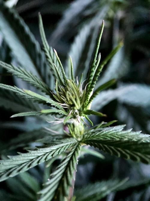 3M 👩 Runtz x Brazil. Week 11