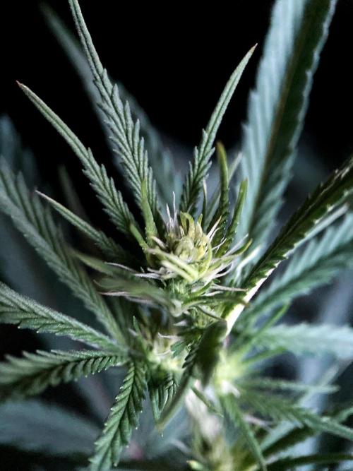 3M 👩 Runtz x Brazil. Week 11