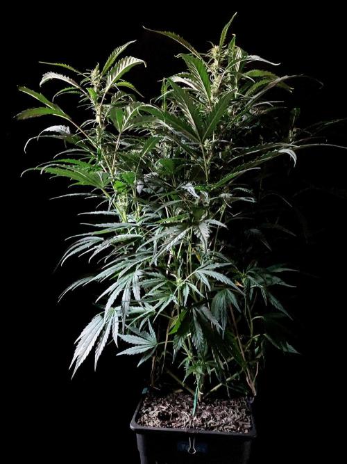 3M ❌ Tangie x Brazil. Week 11