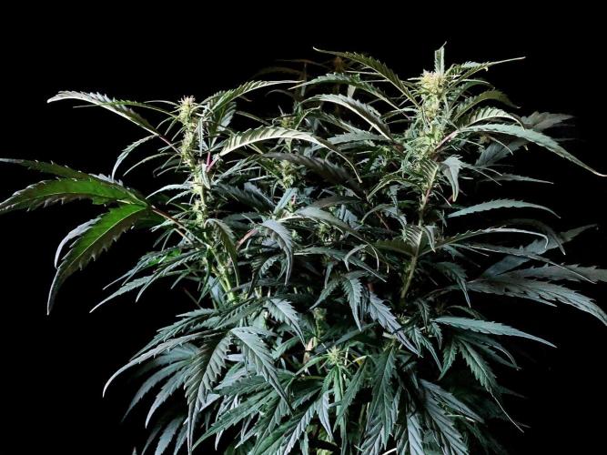 3M ❌ Tangie x Brazil. Week 11