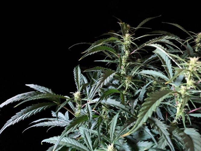 3M ❌ Tangie x Brazil. Week 11