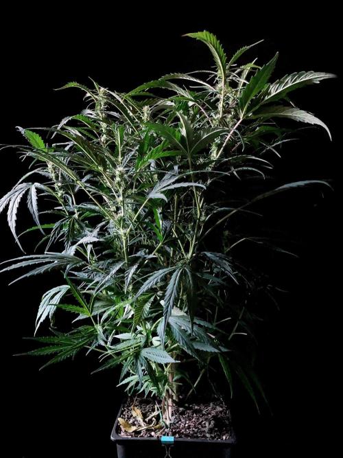3M ❌ Tangie x Brazil. Week 11