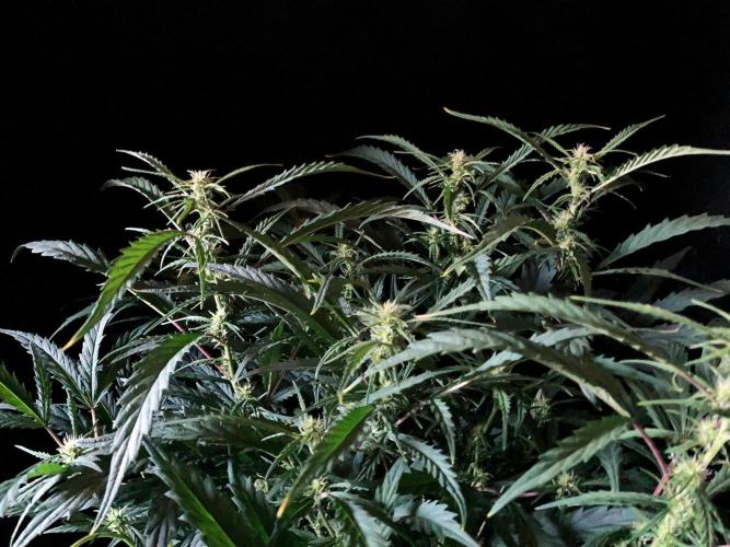 3M ❌ Tangie x Brazil. Week 11