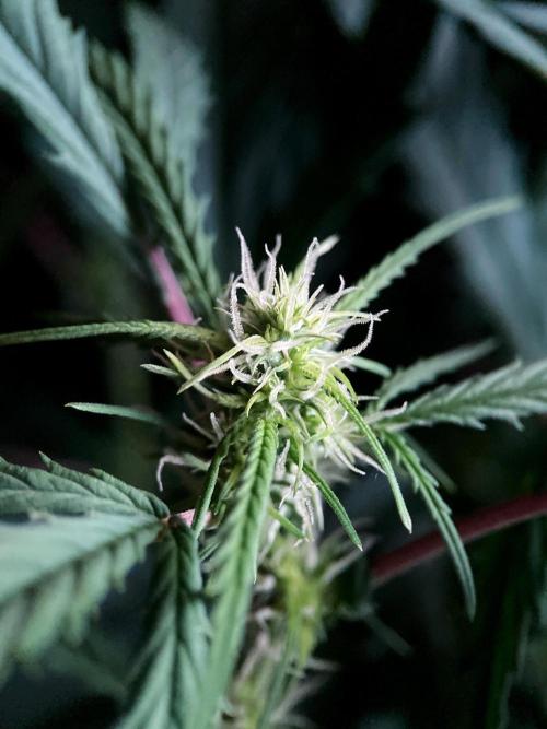 3M ❌ Tangie x Brazil. Week 11