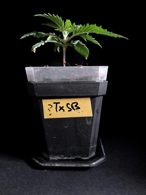 3M ❌ Tangie x Brazil. Week 2