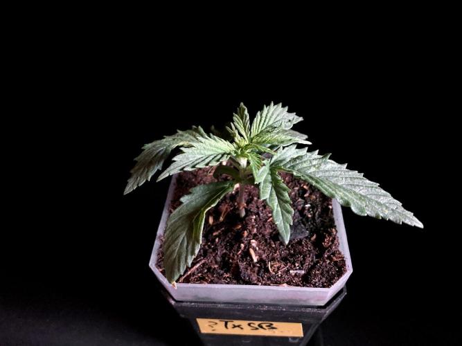 3M ❌ Tangie x Brazil. Week 2