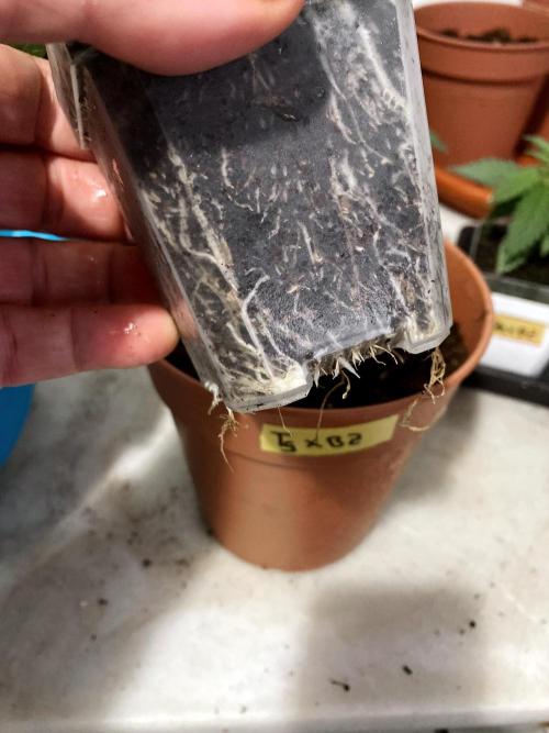 3M ❌ Tangie x Brazil. Week 3