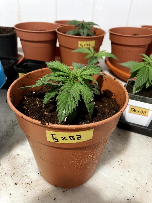 3M ❌ Tangie x Brazil. Week 3