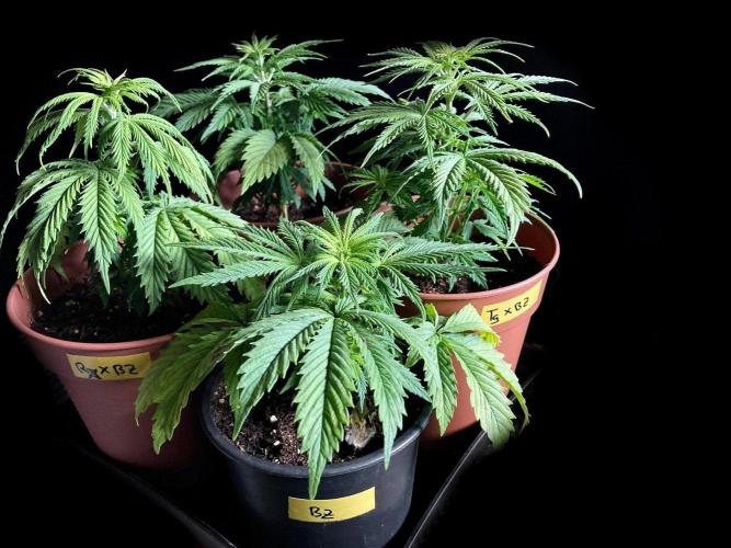 3M ❌ Tangie x Brazil. Week 4