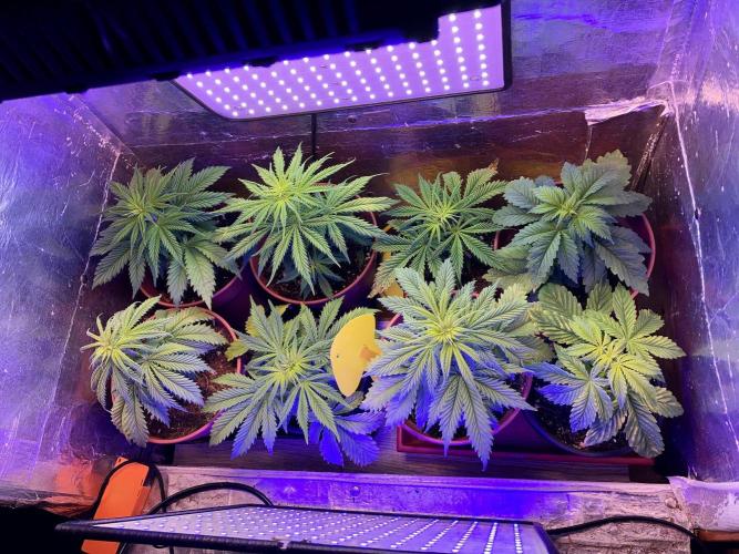 3M ❌ Tangie x Brazil. Week 4