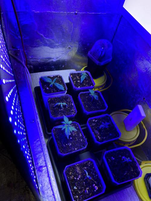 3M 👩 Runtz x Brazil. Week 3