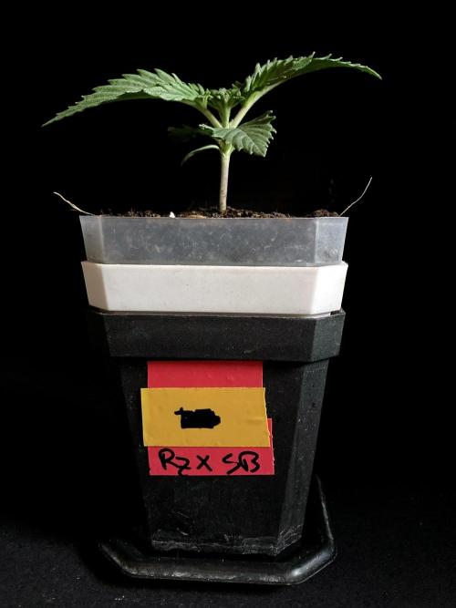 3M 👩 Runtz x Brazil. Week 3