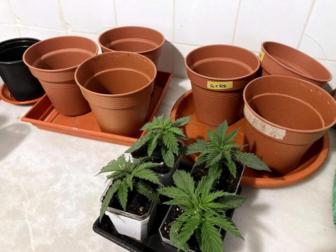 3M 👩 Runtz x Brazil. Week 4