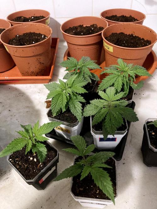 3M 👩 Runtz x Brazil. Week 4