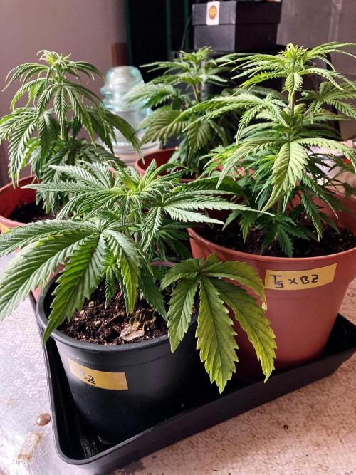 3M 👩 Runtz x Brazil. Week 5