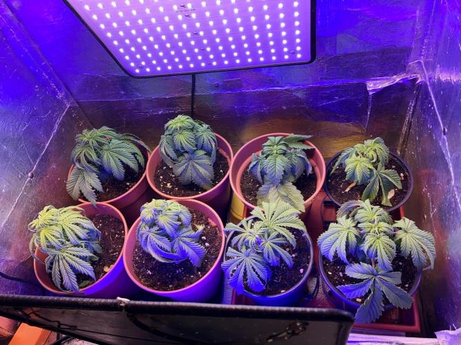3M 👩 Runtz x Brazil. Week 6