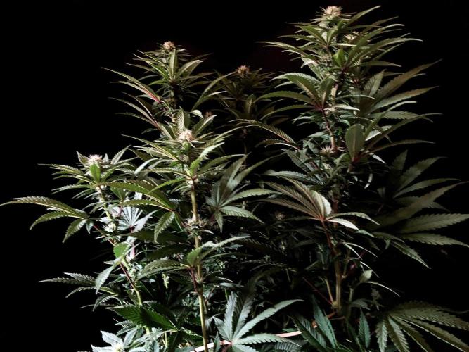 3M 🌮 Mexican Rush. Week 11