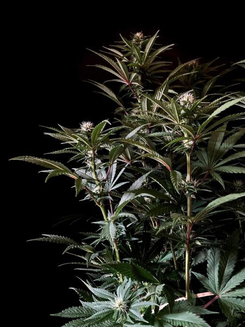 3M 🌮 Mexican Rush. Week 11