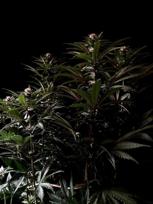 3M 🌮 Mexican Rush. Week 11