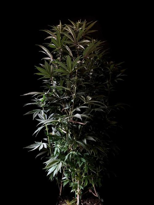 3M 🌮 Mexican Rush. Week 11