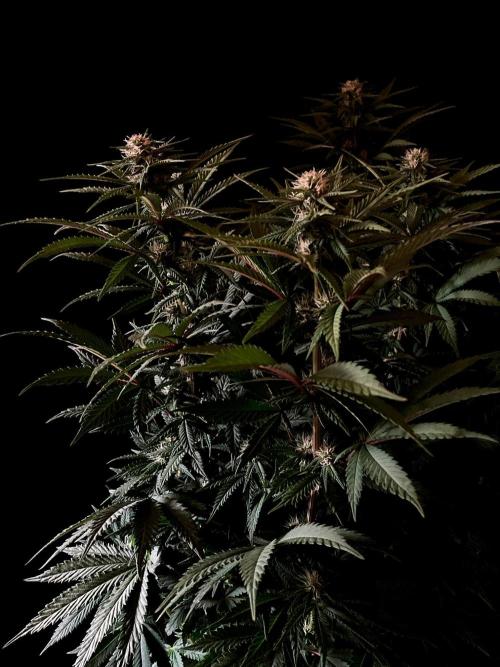 3M 🌮 Mexican Rush. Week 11