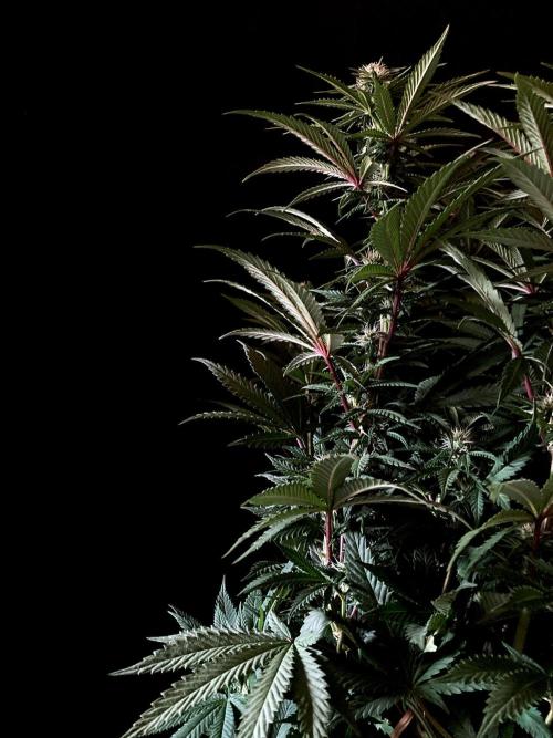3M 🌮 Mexican Rush. Week 11