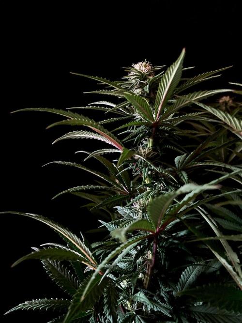 3M 🌮 Mexican Rush. Week 11