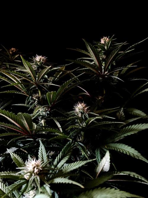 3M 🌮 Mexican Rush. Week 11