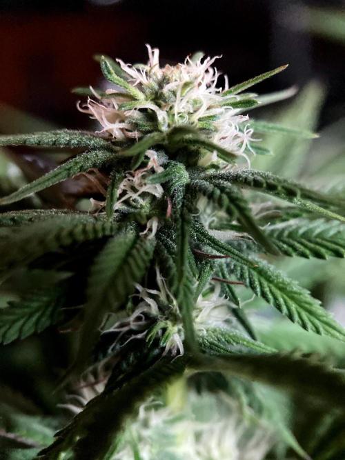 3M 🌮 Mexican Rush. Week 11
