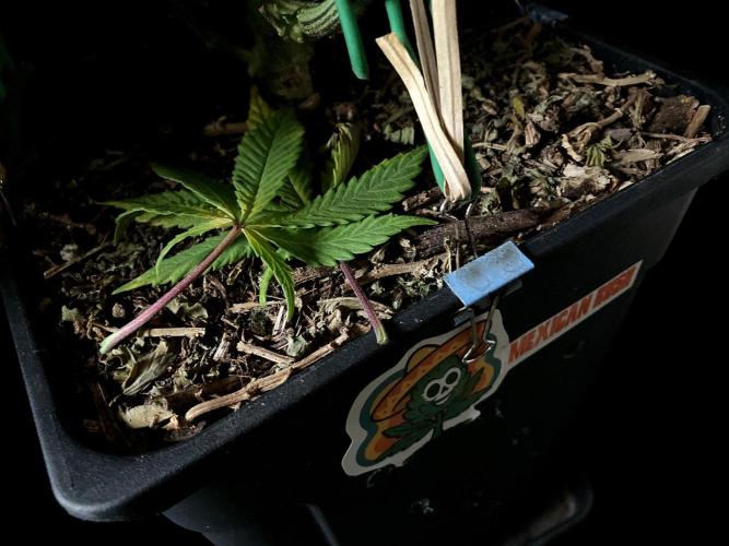 3M 🌮 Mexican Rush. Week 11 - Sacred mulch
