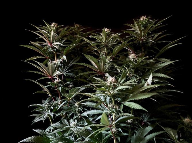3M 🌮 Mexican Rush. Week 11