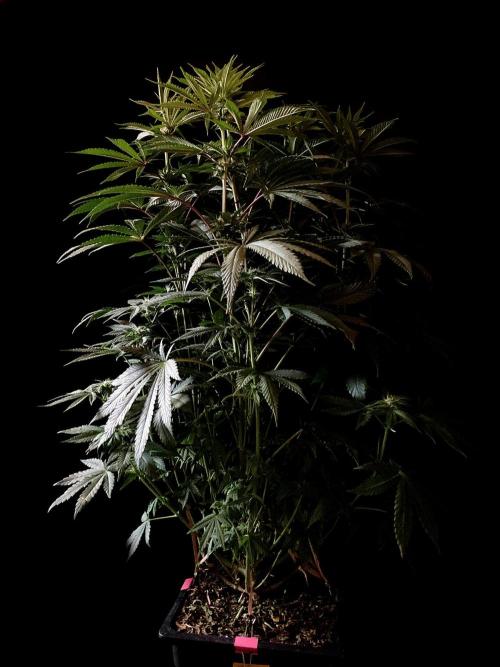 3M 🔺 Tutankhamon. Week 10