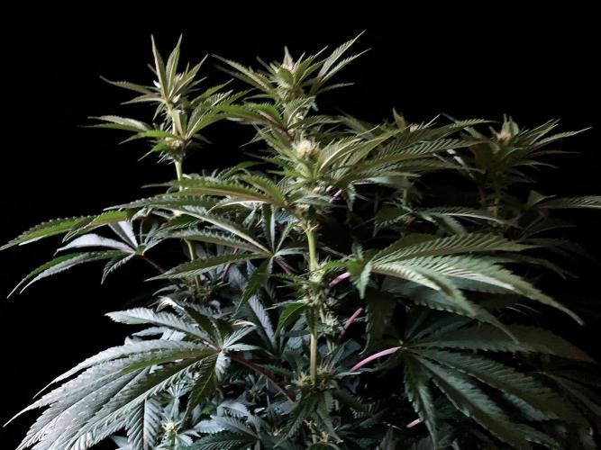 3M 🔺 Tutankhamon. Week 10