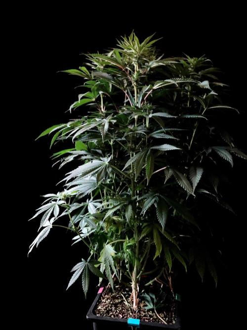 3M 🔺 Tutankhamon. Week 10