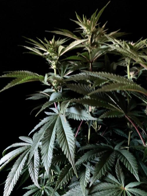3M 🔺 Tutankhamon. Week 10