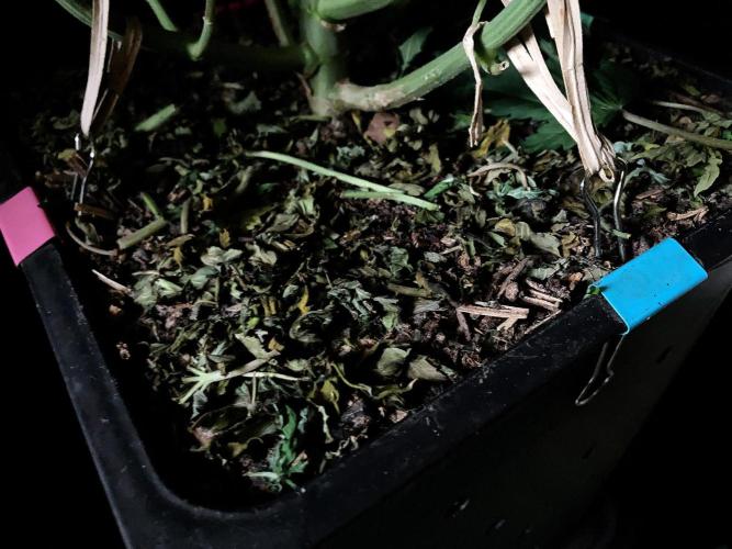 3M 🔺 Tutankhamon. Week 10 - Sacred Mulch