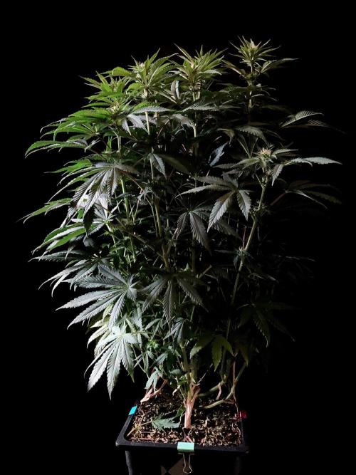 3M 🔺 Tutankhamon. Week 10