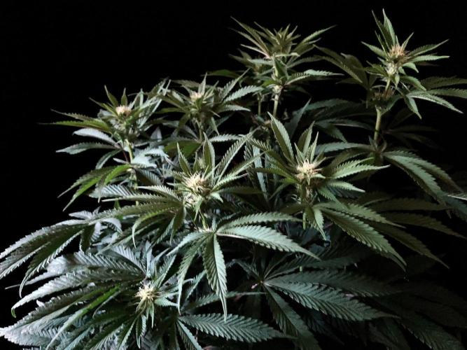 3M 🔺 Tutankhamon. Week 10