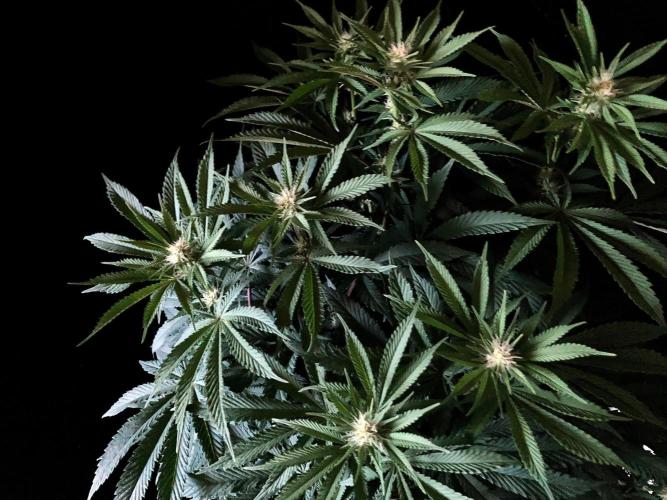 3M 🔺 Tutankhamon. Week 10